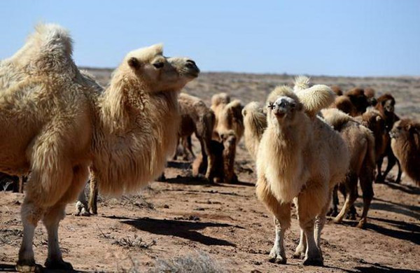 干旱严重，澳射杀5000头骆驼